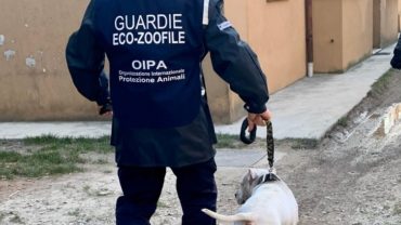 sequestro-pitbull-udine-6