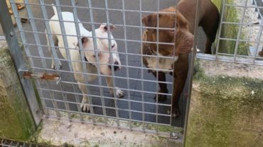 sequestro-pitbull-udine-9