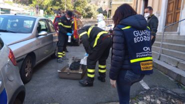 genova-gez-recupero-conigli-8-1600x1200