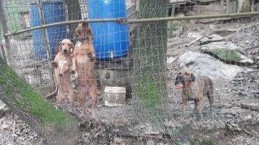 roma-operazione-spartacus-cani-da-caccia-14-1600x1200