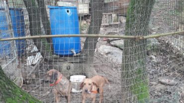 roma-operazione-spartacus-cani-da-caccia-18-1600x1200