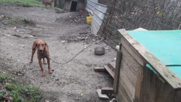 roma-operazione-spartacus-cani-da-caccia-23-1600x1200