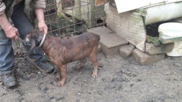 roma-operazione-spartacus-cani-da-caccia-24-1600x1200