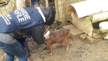 roma-operazione-spartacus-cani-da-caccia-25-1600x1200