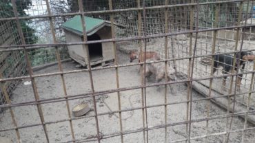 roma-operazione-spartacus-cani-da-caccia-28-1600x1200