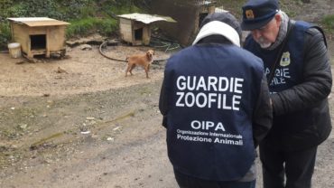 roma-operazione-spartacus-cani-da-caccia-31-1600x1200