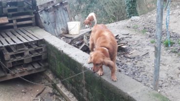 roma-operazione-spartacus-cani-da-caccia-32-1600x1200