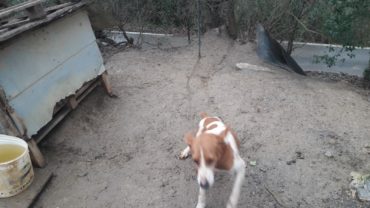 roma-operazione-spartacus-cani-da-caccia-34-1600x1200