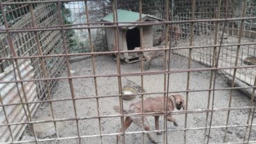 roma-operazione-spartacus-cani-da-caccia-4-1600x1200-2