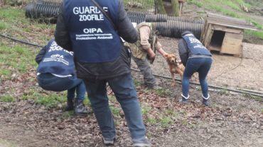 roma-operazione-spartacus-cani-da-caccia-43-1600x1200