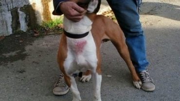 amstaff3