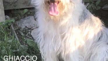 ghiaccio-pastore-gez-brescia-6-1600x1200
