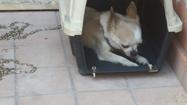 pesaro-gez-cagnolino-sequestrato-1-1600x1200