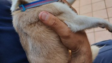 pesaro-gez-cagnolino-sequestrato-10-1600x1200