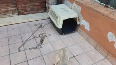 pesaro-gez-cagnolino-sequestrato-3-1600x1200
