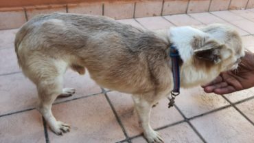 pesaro-gez-cagnolino-sequestrato-6-1600x1200