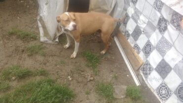 lecco-gez-maya-pitbull-legata-3-1600x1200