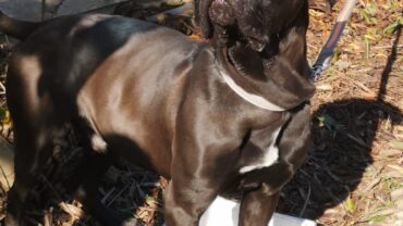ragusa-gez-liberazione-sansone-cane-corso-1-1600x1200