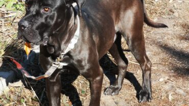 ragusa-gez-liberazione-sansone-cane-corso-3-1600x1200