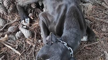 ragusa-gez-pitbull-salvato-2-1600x1200