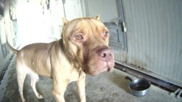 ragusa-gez-pitbull-salvato-6-1600x1200