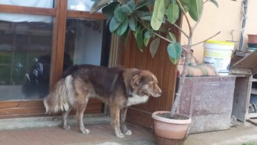 cremona-gez-salvataggio-cane-nino-2