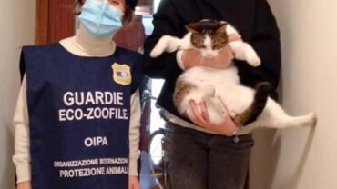 semola-gatto-di-colonia-pesaro-urbino-gez-5-1600x1200