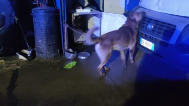 milano-gez-sequestro-due-cani-5-1600x1200