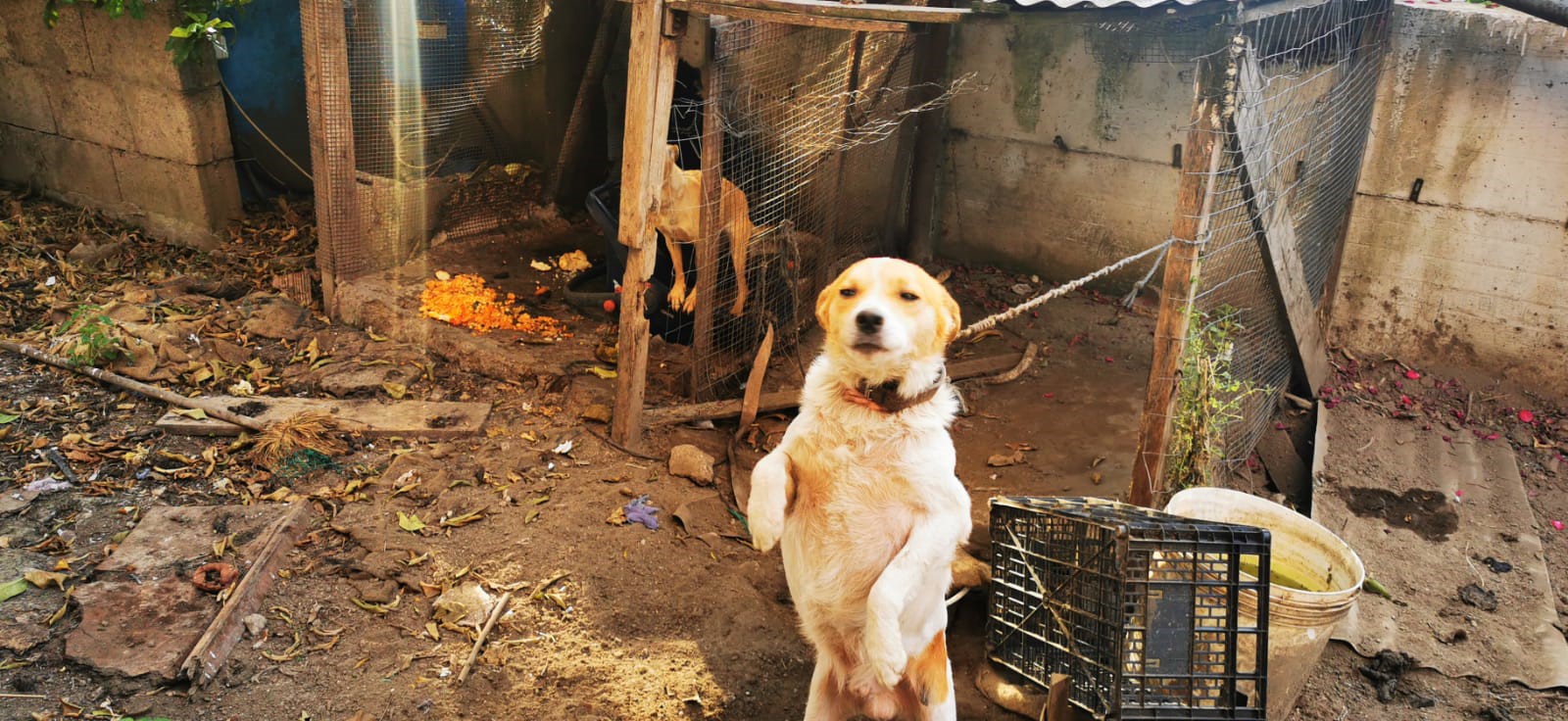 ACERRA (NA). SEQUESTRATI PER MALTRATTAMENTO E ABBANDONO TRE CANI DALLE GUARDIE ZOOFILE DELL’OIPA