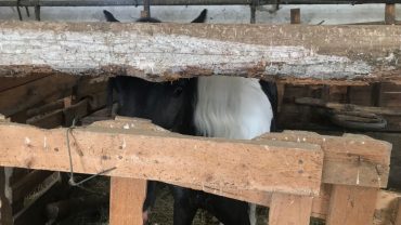 carlotta-pony-gez-brescia-5-1600x1200