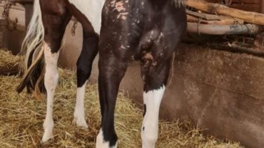 carlotta-pony-gez-brescia-6-1600x1200