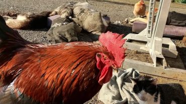 galline-1600x1200