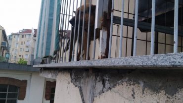 torino-gez-sequestro-cane-legato-sul-balcone