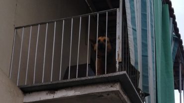 torino-gez-sequestro-cane-sul-balcone