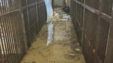 alluvione-marche-guardie-oipa-ancona-1