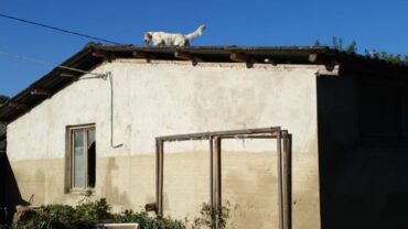 alluvione-marche-guardie-oipa-ancona-10