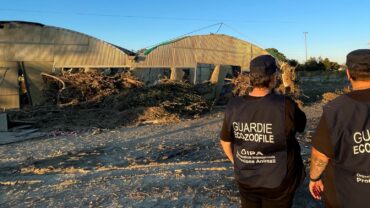 alluvione-marche-guardie-oipa-ancona-17