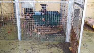 alluvione-marche-guardie-oipa-ancona-5