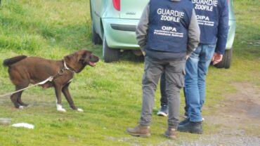 roma-gez-cani-a-catena-2-1600x1200