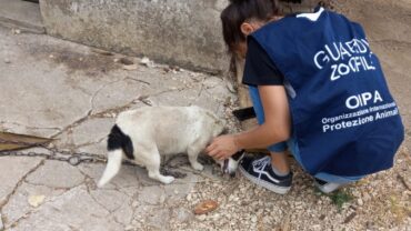 roma-gez-cani-a-catena-4-1600x1200