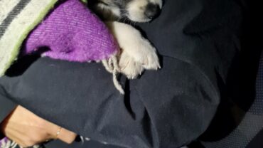 milano-gez-sequestro-cucciolo-2