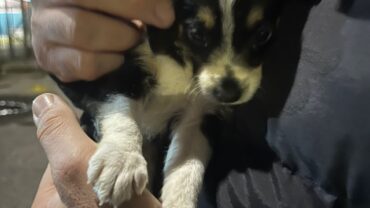 milano-gez-sequestro-cucciolo