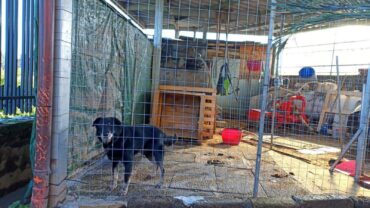 guardie-napoli-cane-a-catena-pocho-1
