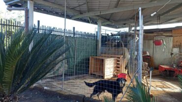 guardie-napoli-cane-a-catena-pocho-16