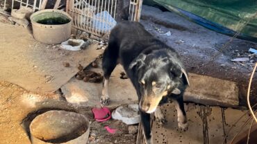 guardie-napoli-cane-a-catena-pocho-5