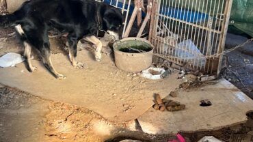 guardie-napoli-cane-a-catena-pocho-6