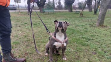 jason-gez-oipa-piacenza-2