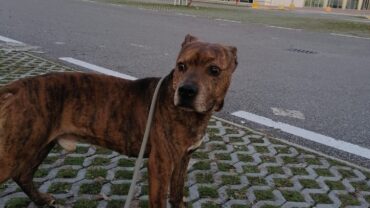 ricky-pitbull-liberato-bergamo-gez-4