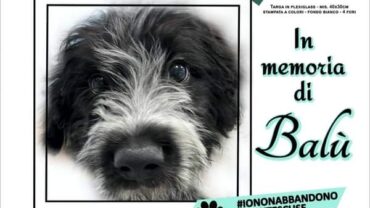 firenze-gez-targa-per-cucciolo-balu-3