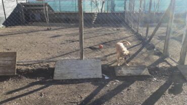 napoli-gez-cani-a-catena-liberati-13